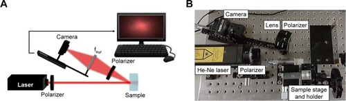 Figure 2 The experimental setup for recording light intensity images.Notes: (A) A schematic image of the setup. (B) An image of the setup and its components in the lab. The camera records images at multiple planes with equal intervals between them. The experimental setup was designed for reflection measurements. The light source is a helium neon (He-Ne) gas laser with λ=632.8 nm, the focal length of the reflection lens is 75 mm; polarizers were added for optical clearing purposes. The sample is set on 3 axis micrometer plates and can be adjusted in the x-y-z directions.