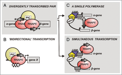 Figure 1 Different kinds of bidirectonal transcription. (A) A pair of divergently transcribed pairs (α- and β-gene; as in chorion gene pairs) sharing a common 5′ regulatory region. Pre-initiation complex (PIC) formation and RNA polymerase II (RNAPII) recruitment precedes transcription, which occurs in both directions (arrows); the number of RNAPII molecules involved and mechanism remain unclear. Two alternative models for this mechanism are present in (C and D) (arrows). (B) A given gene X is under the control of a unidirectional promoter. PIC assembly and RNAPII recruitment close to the transcription start site (TSS) are followed by initiation, mainly producing functional transcripts of X (grey arrow), but occasionally transcribing the antisense strand (white arrows) to produce short non-coding RNA molecules. (C) One or two RNA polymerases per gene pair? Each gene is transcribed separately, in alternate pulses, and RNAPII holo-enzyme complex formation is based on the C/EBP-HMGA-CHD1 complex formed proximal to the α-TATA box. (D) Both genes of the pair are simultaneously transcribed by ‘dedicated’ polymerases, thus formation of two distinct RNAPII complexes—one on each TATA box—is required.