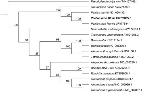 Figure 3. Maximum-likelihood phylogenetic tree based on mitochondrial genome sequences. Pseudodendrothrips mori was used as outgroup. The bold font indicated P. mori China came from this study. Numbers associated with the branches are bootstrap values (1000 replicates). References used for comparative analysis were provided in Table S2.