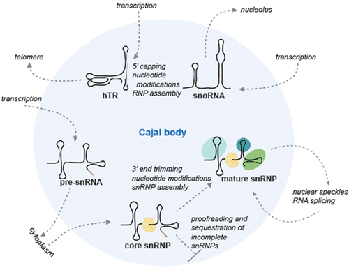 Figure 2. Function of Cajal bodies. The metabolism of several RNPs is closely associated with CBs. snRNA and some snoRNA genes (U3) are found in the vicinity of CBs. Newly transcribed pre-snRNAs pass through CBs on their way to the cytoplasm where they acquire the Sm ring (yellow bolls). After returning from the cytoplasm, core snRNPs (snRNA+Sm proteins) visit CBs again to complete their biogenesis (trimming of the 3’ extension, ribose methylation and pseudouridylation, and addition of snRNP-specific proteins). Mature snRNPs leave the CB to localize to nuclear speckles and catalyze RNA splicing. Defective and incomplete snRNPs are sequestered in CBs by an unknown mechanism. Human telomerase RNA (hTR) and snoRNAs pass through CBs during their biogenesis to acquire 2,2,7-trimethylation at the 5’ end (hTR, U3 and U8 snRNAs) and possibly assemble here into functional RNPs before reaching their final destination. The image was created with BioRender.com.