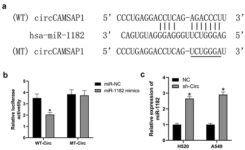 Figure 3 circCAMSAP1 targets and regulates the expression of miR-1182. (a) Predicted binding sites of circCAMSAP1 and miR-1182 by bioinformatic analysis. (b) Luciferase reporter assay was performed to validate the direct interaction between circCAMSAP1 and miR-1182. WT‐circ: wild‐type circCAMSAP1 Luciferase reporter plasmids; MT‐circ: mutated‐type circCAMSAP1 Luciferase reporter plasmids. (c) Knockdown of circCAMSAP1 elevated miR-1182 expression in H520 and A549 cells. sh‐circ, transfected with recombinant sh‐circ lentivirus. *P < 0.05.