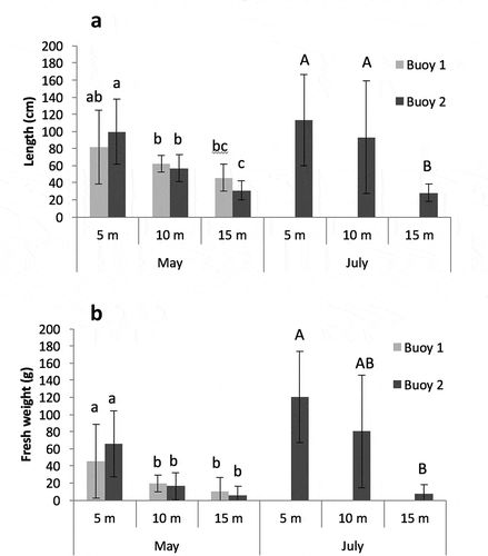 Fig. 7. Average (a) thallus length and (b) fresh weight of sampled individuals (n = 10) at 5, 10, and 15 m during May and July sampling surveys. Letters indicate groups differentiated by SNK tests, when these were significant at P < 0.05.