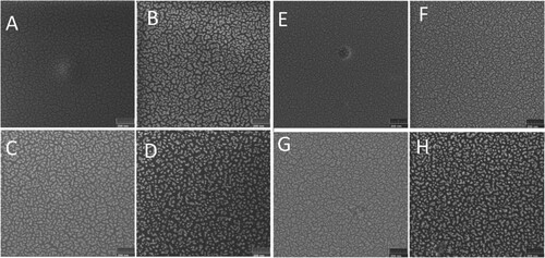 Figure 1. SEM images of the surface of PMMA (A, B, C, D) and PS (E, F, G, H)-based samples (virgin (A and E) and irradiated to a dose of 0.054 DPA with P (B and F), PF4 (C and G), Ta (D and H) ions). The scale bar is 200 nm.