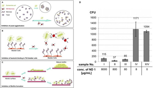 Figure 7. Schematic representation of ND-mannose ability to counteract FimH-mediated adhesion. (A) Capacity of ND-mannose to interfere with type 1 fimbriae-mediated adhesion to eukaryotic cells was demonstrated using yeast agglutination inhibition assay as well as (B) inhibition of E. coli adhesion to bladder epithelial cells. (C) In addition, ND-mannose was demonstrated to be inhibitors of E. coli biofilm formation. (D) The agglutination‐filtration experiments with E. coli show that the addition of just 80 μg mL−1 of the mannosylated ND 1 is sufficient to efficiently remove 1000 μg mL−1 of fimbriated bacteria PKL1162 from the solution by filtration through a conventional filter with 10 μm pore size. Reproduced with permissions from [Citation156].