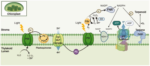 Figure 8. Photosynthetic electron transport chain reduces NAD(P) to fuel terpenoid biosynthesis by P450 enzymes. PSI: Photosystem I; PSII: Photosystem II; PQ: Plastoquinone; FNR: Ferredoxin-NADP+ oxidoreductase; Fdx: Ferredoxin; NDH-1: NADPH dehydrogenase; SOD: Superoxide dismutase; Cyt b6/f Complex: Cytochrome b6f complex. Adapted from “Light Dependent Reactions of Photosynthesis”, by BioRender.com (2021). Retrieved from https://app.biorender.com/biorender-templates