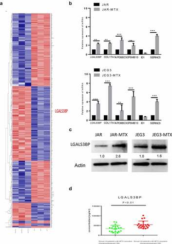 Figure 2. Verification of LGALS3BP overexpression in MTX-resistant GTN cells. (a) RNA-sequencing of differentially expressed genes in MTX-resistant and original GTN cells. (b) Determination of differentially expressed genes in MTX-resistant and original GTN cells by qRT-PCR. (c) Determination of LGALS3BP expression in MTX-resistant and original GTN cells by Western blot analysis. (d) Determination of LGALS3BP concentration in serum of patients with MTX-resistant choriocarcinoma compared with MTX-sensitive choriocarcinoma by ELISA. Data are expressed as mean ± SD of at least three independent experiments. ** P < 0.01, *** P < 0.001.