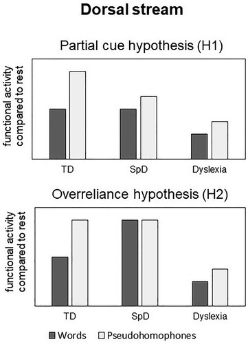 Figure 1. Competing hypotheses of expected functional activity in the dorsal stream in the two deficit groups compared to typically developing children.