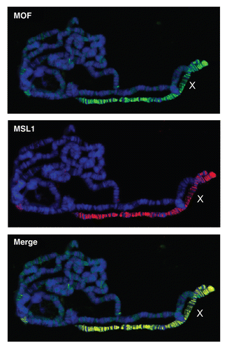 Figure 2 MSL proteins decorate the male X chromosome. Polytene stainings from third instar larvae immunostained with specific antibodies raised against MSL-1 and MOF. The figure shows enrichment of these proteins on the male X chromosome. DNA is stained with Hoechst322 (blue), MSL-1 (red), MOF (green). MOF protein can also been seen localized on autosomes albeit with lower intensity compared to the X chromosome.