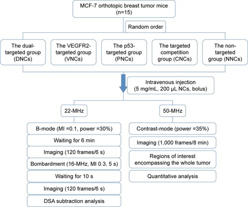 Scheme 2 Flowchart of the process and the procedures of ultrasound imaging in vivo.Notes: CNCs, free antibodies pre-treated before DNCs application; DNCs, dual-targeted gold nanoshelled poly(lactic-co-glycolic acid) nanocapsules carrying anti-vascular endothelial growth factor receptor type 2 antibody and anti-p53 antibody; NNCs, non-targeted gold nanoshelled poly(lactic-co-glycolic acid) nanocapsules; PNCs, single-targeted gold nanoshelled poly(lactic-co-glycolic acid) nanocapsules carrying anti-p53 antibody; VNCs, single-targeted gold nanoshelled poly(lactic-co-glycolic acid) nanocapsules carrying anti-vascular endothelial growth factor receptor type 2 antibody.Abbreviations: DSA, DigSubAna, a quantitative analytical software; MI, mechanical index; NCs, nanocapsules.