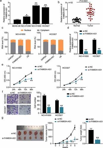 Figure 2. FAM83H-AS1 is vital for NSCLC pathogenesis. (a) The relative mRNA expression level of FAM83H-AS1 in normal lung cancer cells and NSCLC cell lines; (b) The expression levels of FAM83H-AS1 in 32 samples of normal lung tissues and NSCLC tissues. (c) Cytoplasmic and nuclear expression of FAM83H-AS1 in NSCLC cells. (d) The knockdown effect on FAM83H-AS1 relative gene expression in NSCLC cells. (e) The effect of FAM83H-AS1 knockdown on NSCLC cells’ proliferation. (f) The effect of FAM83H-AS1 knockdown on the NSCLC cells’ invasion. (g) The effect of FAM83H-AS1 knockdown on the tumor weight and volume in nude mice bearing the NSCLC HCC827 cells. Data are represented as mean ± SD. *P < 0.05, **P < 0.001, vs. si-NC.