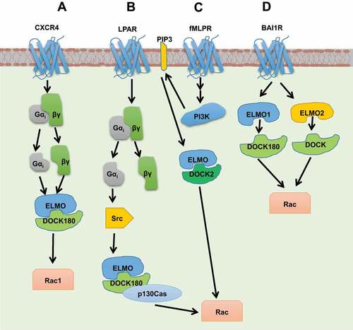 Figure 6. Schematic representation of activation of non-canonical GEFs by GPCRs. (a) CXCR4 activates ELMO1/DOCK180 through the interaction of ELMO1 with Gβγ and Gαi subunits. (b) Stimulation of LPAR leads to Rac activation through Gαi2-Src-p130Cas/ELMO/DOCK180/Rac1 pathway during which Src is proposed to phosphorylate DOCK180 at Tyr1811. (c) ELMO/DOCK2 mediated Rac activation takes place through binding of DHR-1 domain of DOCK2 to lipid, PIP3 upon fMLPR activation. (d) ELMO1 and ELMO2 are shown to interact with the C terminal of the BAI1 receptor through their N-terminal fragments to trigger the DOCK/Rac pathway.