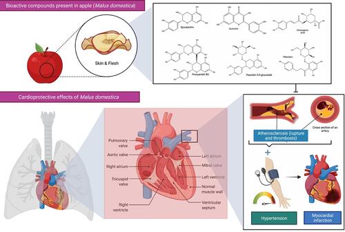 Figure 3 Bioactive compounds present in apple (Malus domestica) and its cardioprotective effects. Apple polyphenols are abundant in the flesh and peel of the fruit and contribute to the improvement of blood pressure, endothelial function, and arterial stiffness in those at increased risk of cardiovascular disease (CVDs). A healthy heart permits blood to be pumped out via a network of blood channels known as arteries. The left side of the heart takes oxygen-rich blood from the lungs and pumps it out via a big artery called the aorta, while deoxygenated blood returns to the heart via blood vessels called veins. However, atherosclerosis, a buildup of plaque inside the arterial walls, may cause the arteries to narrow, making blood circulation more difficult. The combination of hypertension and atherosclerosis will eventually result in more significant issues such as myocardial infection, more often referred to as a heart attack.