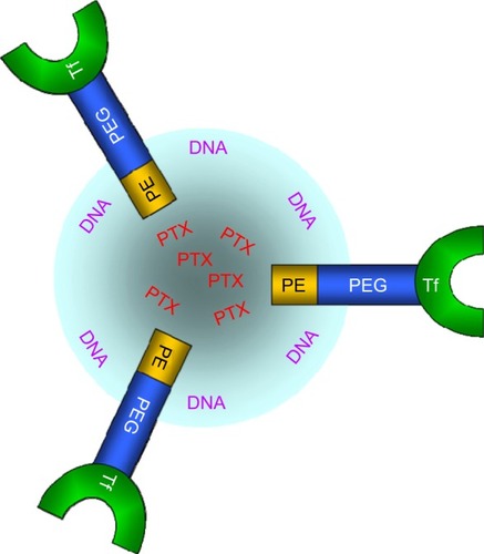 Figure 1 Schematic diagram of Tf-PTX-DNA-NLC.Notes: Tf-PTX-DNA-NLC was prepared, firstly, by the formation of PTX-DNA-NLC, and then, Tf-PEG-PE was prepared and was placed onto the surface of PTX-DNA-NLC to obtain Tf-PTX-DNA-NLC.Abbreviations: Tf-PTX-DNA-NLC, transferrin-decorated paclitaxel and deoxyribonucleic acid co-encapsulated nanostructured lipid carriers; PTX-DNA-NLC, paclitaxel- and deoxyribonucleic acid-loaded nanostructured lipid carriers; Tf-PEG-PE, transferrin-conjugated polyethylene glycol-phosphatidylethanolamine.