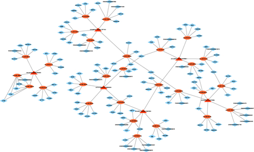 Figure 10 Map showing the interaction network contained 6 validated circRNAs and their ~30 target miRNAs with the most stable binding in GO-AgNPs treated RFFCs. Triangles represent circRNAs, oblong represent miRNAs.