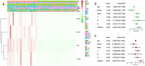 Figure 2. Based on the ECM differential expression gene, the model risk grouping and clinical correlation thermograms showed that the 4 genes with high expression had high risk and were closely related to T stage, N stage and grades of BC. *P <0.05; **P <0.01; ***P <0.001(a). Univariate Cox regression analysis showed that age, grade, T stage, N stage and model risk score were significantly correlated with survival rate of BC: age (HR = 1.029, CI:1.001–1.058, p < 0.05), stage (HR = 1.778, CI:1.243–2.543, p < 0.05), T stage (HR = 1.696, CI:1.149–2.504, p < 0.05), N stage (HR = 1.547, CI:1.177–2.033, p < 0.05), model risk score (HR = 2.325, CI:1.542–3.506, p < 0.05) (b). Multivariate Cox regression analysis showed that the score was an independent risk factor for predicting the prognosis of BC (HR = 2.462, CI:1.537–3.944, P < 0.05) (c).