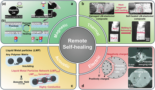 Figure 3. Four remote stimulation induced droplet coalescence for self-healing of LMs. A. Magnetic field induced self-healing: (a) photographs depicting contact angle before and after applying magnetic field and obliquity tests with magnetic field) of LM on paper; (b) schematic illustrating the healing mechanism of Fe-EGaIn electronics facilitated via magnetic field. (a) and (b) reproduced with permission from ref [Citation57]. And ref [Citation59], respectively. Copyright 2019, Wiley-VCH Verlag. B. Thermal field induced self-healing: photographs depicting the heat-triggered self-healing for LM-elastomer composite. Reproduced with permission from ref [Citation61]. Copyright 2016, Wiley-Blackwell. C. Acoustic field induced self-healing: schematic demonstrating the synthesis of highly conductive LM nanoparticles network in acoustic field. Reproduced with permission from ref [Citation62]. Copyright 2022, American association for the advancement of science. D. Electric field induced self-healing: In-plane self-healing capability of LM electrodes induced by electrostatic attraction forces at boundaries. Reproduced with permission from ref [Citation63]. Copyright 2013, American Institute of Physics.