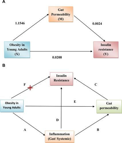 Figure 5 Mediation effect and summary of findings. (A) Mediation effect of gut permeability on the relationship between obesity and insulin resistance. The numeric figures represent the coefficient of relationship; X: Independent variable, Y: Dependent variable and M: Mediator variable. (B) Schematic summary of findings. A: Metabolically healthy obesity in young adults promote gut and systemic inflammation; B: Inflammation in the gut promotes gut permeability; C: Gut permeability leads to insulin resistance; D: Systemic inflammation promotes insulin resistance; E: Metabolically healthy obesity in young adults is associated with gut permeability; F: Metabolically healthy obesity in young adults is not associated with insulin resistance.