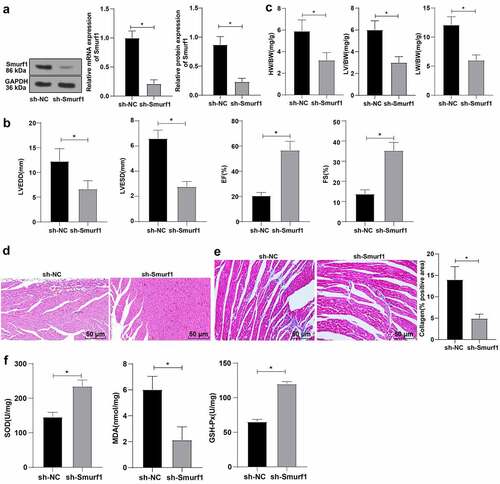 Figure 2. Smurf1 silencing inhibits oxidative stress levels and improves cardiac function in CHF rats. A: Smurf1 expression in myocardial tissue of rats detected by qRT-PCR and WB; B: Cardiac function indexes after modeling were detected by echocardiography; C: The ratios of heart weight/body weight, left ventricle weight/body weight, and lung weight/body weight were measured; D: Histopathological changes of the myocardium observed by HE staining; E: Masson staining observed the degree of myocardial tissue fibrosis; F: The levels of SOD, GSH-Px and MDA detected by ELISA; N = 10; Values in the figure were measurement data, which were displayed as mean ± standard deviation. Unpaired t test was used for comparisons. * P < 0.05.