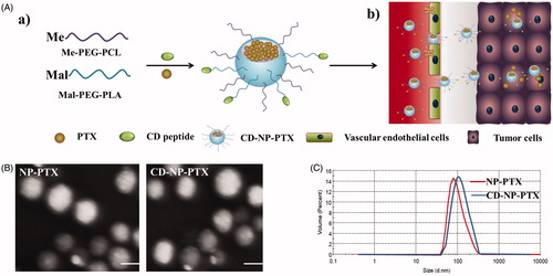 Figure 1. Preparation and characterization of nanoparticles. (A) Scheme of fabrication of CD-NP-PTX (a) and targeting delivery of drugs to tumor site (b). (B) TEM images of different nanoparticles. (C) Size distribution of nanoparticles determined by the DLS analysis. Bar =100 nm.
