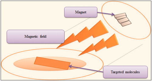 Figure 7. Enhancement of transdermal permeation by magnetophoresis technique.