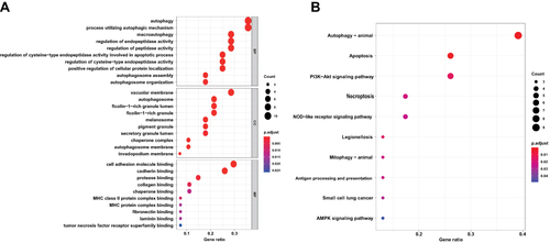 Figure 4 Functional enrichment of the DEARGs. (A) BP, biological process; CC, cellular component; MF, molecular function. (B) KEGG pathway enrichment analysis.