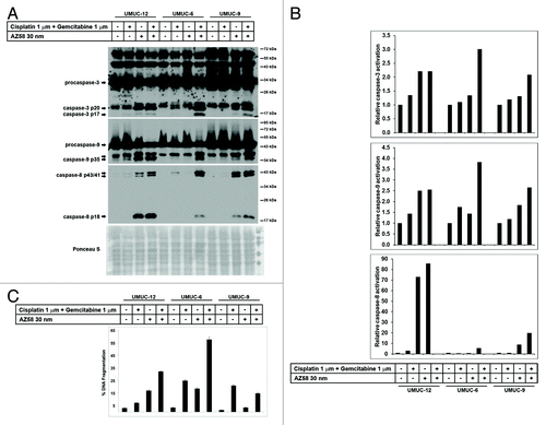 Figure 3. AZ58 potentiates cell death through apoptosis. (A) Western blotting of the urothelial cancer cell lines considered resistant to gemcitabine and cisplatin (UMUC-12, UMUC-6, and UMUC-9). Treatment conditions are as labeled. (B) Image J quantitation of caspase cleavage products. Bar graphs demonstrate relative densities compared with the control. (C) Corresponding graphs of DNA fragmentation from PI-FACS are demonstrated.