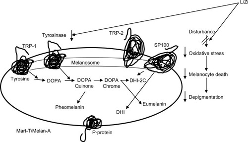 Figure 3 Potential mechanism of action of L/Zi.