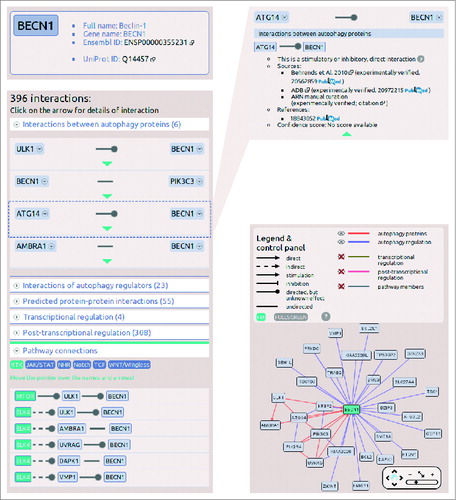 Figure 3. Screenshots from the protein datasheet of BECN1 from the ARN webpage. (A) At the top of the datasheet the name, gene name, UniProt ID, and Ensembl protein ID of the selected protein is shown, with hyperlinks to the UniProt and Ensembl webpages. Below this box, the potential signaling properties and disease related information with a special highlight on cancer types is listed. (B) The interactions of the selected protein are listed, grouped by layers. In addition, at the bottom of the list, the pathway connections can be browsed by pathways. (C) Information on sources, references and confidence scores of each interaction can be obtained by clicking on the green triangles. (D) On the right side of the datasheet, an interactive network image of the first neighbors of the selected proteins is available. Note that unlike ULK1, ULK2 is not present in the BECN1 network as ARN contains only those interactions that were specifically identified between exact proteins, and no publications were curated that experimentally verified the likely connection between ULK2 and BECN1.