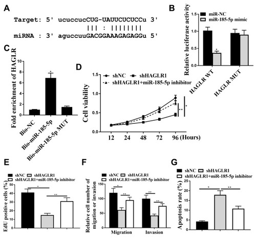 Figure 4 HAGLR acted as a sponge for miR-185-5p in CC cells. (A) Putative binding site between HAGLR and miR-185-5p. (B) Relative luciferase activity. (C) RNA pull-down assay. (D) Cell viability was used to detect by CCK-8. (E) EdU staining was used to detect for cell proliferation. (F) Transwell was used to detect by cell migration and cell invasion. (G) Flow cytometry measured apoptosis. * P <0.001, ** p <0.05.n = 3.