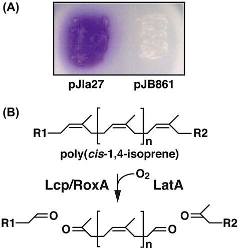 Figure 1. Expressions of latA in M. petroleiphilum PM1.