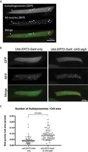 Figure 3. Expression of Atg5 increases autophagic flux in muscle cells. Eggs from a ubb:ERT2-Gal4 x UAS:atg5 cross were injected with the UAS:mRFP-GFP-lc3 reporter and treated with 1 µM tamoxifen from 8 h.p.f. The numbers of autophagosomes and autolysosomes were quantified in individual muscle cells of larvae at 96 h.p.f. (a) Representative images of a muscle cell expressing mRFP-GFP-lc3, a dual-fluorescent reporter for the quantification of autophagic flux. Autophagosomes are visualized as bright puncta evident in both green and red channels (white arrowheads). Red puncta without any green signal correspond to autolysosomes, since the GFP signal has been quenched by the low pH following lysosome fusion. Very few autophagosomes (yellow puncta) are observed compared to autolysosomes (red only puncta) with this reporter construct suggesting autophagosomes rapidly fuse with the lysosome. Images shown are the maximum intensity projections of the green and red channel z-stacks. Scale bar: 20 μm. (b) Representative images of muscle cells expressing mRFP-GFP-lc3 in larvae overexpressing Atg5 and their corresponding non-expressing siblings from a cross of ubb:ERT2-Gal4 x UAS:atg5 fish. Red vesicles (autolysosomes) were more abundant in Atg5-expressing larvae. Few cells were found with yellow vesicles (autophagosomes) in either experimental group. Scale bar: 20 μm. (c) Quantification of autolysosomes per cell area calculated from maximum intensity projection of the red channel of individual muscle cells. Overexpression of Atg5 resulted in a statistically significant increase in autolysosomes. Graph represents the numbers of red puncta normalized to the area of the cell (in pixels) (N = 53 control muscle cells; N = 57 atg5-expressing muscle cells; P < 0.0001).