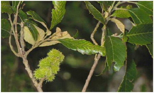 Figure 1. The Sample picture of C. fordii. The picture taken by Huang Yonglin in the Haiyang Mountain Nature Reserve.