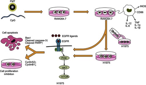 Figure 8 Schematic illustration of synergistic MΦ activation by FMT and CpG for the treatment of NSCLC with EGFRT790M mutation.Abbreviations: EGFR, epidermal growth factor receptor; FMT, ferumoxytol; MΦ, macrophages; NSCLC, non-small cell lung cancer.