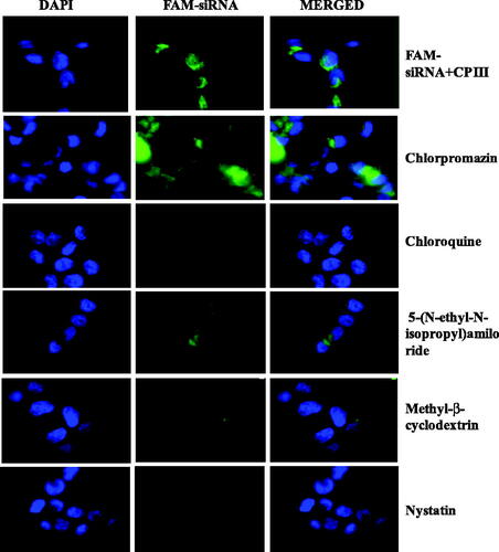 Figure 8. Fluorescence microscopy images of CP III-mediated FAM-GAPDH siRNA uptake in HCT 116 cells in the presence of different inhibitor.