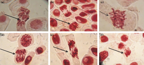 Figure 4. Chromosomal aberrations observed in A. cepa root tips cultivated in bilge water: (a) C-mitosis; (b) stickiness at metaphase; (c) spindle disturbance; (d) multiple bridges; (e) vagrant chromosome; (f) polar deviation at anaphase.