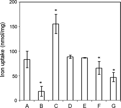 Figure 4.  Inhibitors of electron transport system, ATP, and ADP affected iron uptake by vesicles containing inner membrane fractions. The uptake of iron by inner membrane vesicles was measured in the presence of 20 µM Fe2_ alone (A); or with 1 mM ATP (B); 1 mM ADP (C); 5 µM rotenone (D), which inhibits complex I; 5 µM antimycin A (E), which inhibits complex III; with 10 µM oligomycin (F), which inhibits complex V; or 10 µM CCCP (G), which uncouples mitochondria. When compared to 20 µM FeSO4, *P<0.001.