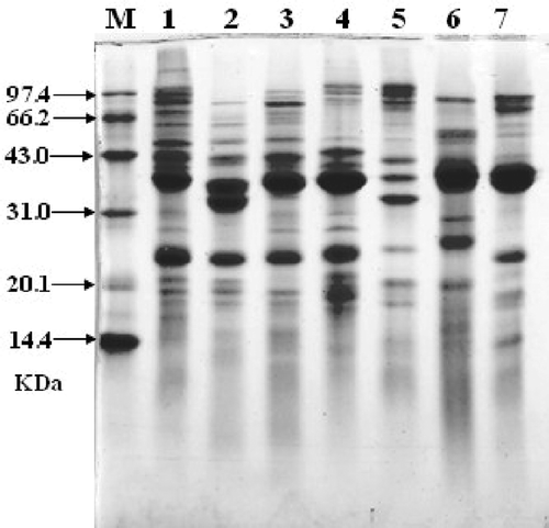 FIGURE 1 SDS-PAGE/Coomassie blue-staining of seven crustaceans protein extracts with same protein concentration. M, molecular weight proteins; (1) White-leg shrimp (Penaeus vannamei); (2) Female Chinese shrimp (Penaeus chinensis); (3) Male Chinese shrimp (Penaeus chinensis); (4) Southern rough shrimp (Trachypenaeus curvirostris); (5) Acetes chinensis; (6) Mantis shrimp (Squilla oratoria); (7) Crawfish (Procambarus clarkii).