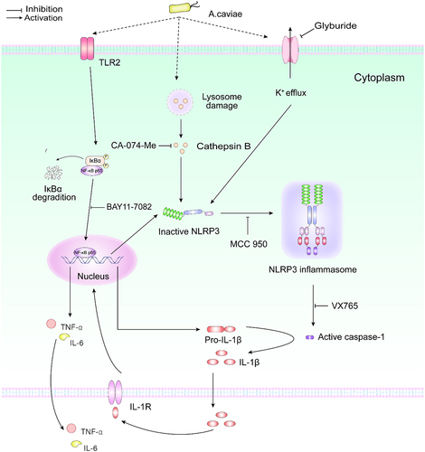 Figure 8. The molecular mechanism of A. caviae infection induced IL-1β release in PMs.