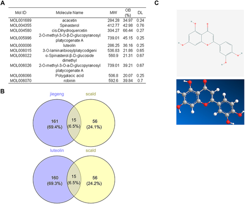 Figure 2 Prediction and screening the effective monomers of P. grandiflorus in the treatment of scald. (A) The active components of p. grandiflorus were obtained by TCMSP data. (B) Venn diagram of related targets of P. grandifloras and luteolin in treating scalds. (C) Chemical structure of luteolin.