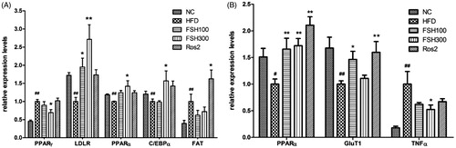 Figure 5. Effects of FSH on mRNA expression in the liver (A) and epididymal WAT (B) of HFD-induced obese mice. Values are expressed as mean ± S.E.M (n = 6). *p < 0.05, **p < 0.01, vs. HFD group, respectively; ##p < 0.01, vs. NC group.