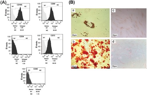 Figure 1 Characterization of cultured ADSCs. (A) Flow cytometry analysis showed that cultured cells expressed the specific markers of ADSCs such as CD105, CD90, and CD73, while they were negative for CD34 and CD45 as hematopoietic stem cells markers. (B) Differentiation capacity of ADSCs into adipocytes (a) and osteoblasts (b); (c, d) undifferentiated cells as negative control. Scale bar: 50 µm.