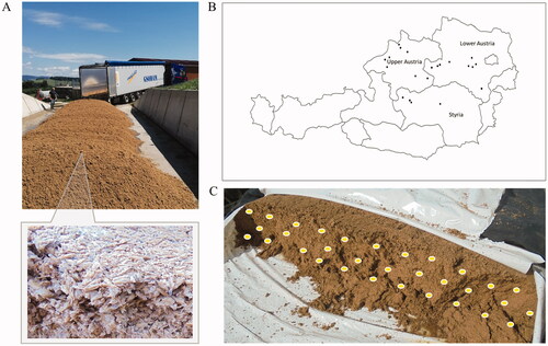 Figure 1. Representative sampling of wet barley brewery’s spent grains (BSG) intended for feed dairy cattle in Austria. A) The samples were collected from piles or silo bags, which were stored for a maximum of 2 weeks (Picture gently provided by Mr. Alexander Kopper©). B) The farms (n = 21) were in Lower Austria (n = 9), Upper Austria (n = 8) and Styria (n = 4). C) Subsamples were collected manually (around 20 − 30 handfuls) from the next-to-be-fed section of the BSG charge of each farm, for a final sample of 1 − 1.5 kg.