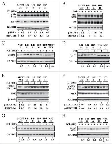 Figure 5. Silencing CycG2 expression blunts fulvestrant-induced dephosphorylation of Rb, inhibition of MEK/ERK signaling, and downregulation of Raf1. Immunoblot analysis of the indicated cell cycle regulatory and MAP kinase pathway proteins in MCF7 control (WT, NSC) and CycG2 KD (1-B, ID3) clones cultured with (+) or without (-) fulvestrant (ICI, 100 nM) for 48 h (A, C, E-H) or (B,D) E2-depletion (DM). Immunoblots for (A, B) S780 pRb and total Rb, (C, D) CycD1, E) T202/204 pERK 1/2, total ERK, (F) S217/221 pMEK1/2 and total MEK, (G) total cRaf, and (G) S338 p-cRaf are shown atop the indicated loading controls (GAPDH, α-tubulin, or β-actin). Numbers below lanes in blot panels indicate relative expression levels normalized to level in non-treated no-knockdown control (MCF7 WT or NSC control set at 1, marked with an *). Band intensity quantification is relative to amount of either loading control (GAPDH (GDH), α-tubulin (Tub) or β-actin (β−Act)) or total Rb, ERK, or MEK as indicated.