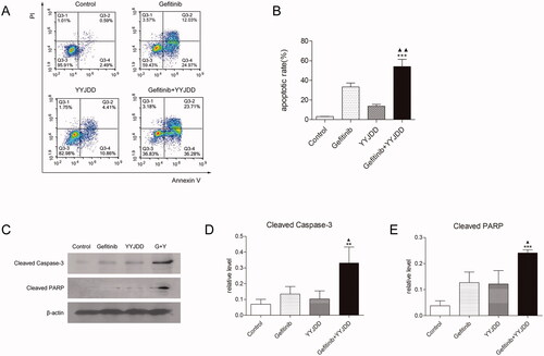 Figure 3. YYJDD enhanced gefitinib-induced apoptosis in H1975 cells. H1975 cells were exposed to gefitinib, YYJDD and combination treatment for 24 h. (A, B) Cells were stained with Annexin V-FITC/PI. The rate of apoptotic cells was detected by flow cytometry. The apoptotic rate was calculated. X-axis: the level of Annexin-V FITC fluorescence; Y-axis: the PI fluorescence. (C) The protein expressions of cleaved caspase-3 and cleaved PARP were analysed by western-blot. β-actin was used as an internal control. (D, E) The relative protein expressions of cleaved caspase-3 (D) and cleaved PARP (E) were quantified by normalising to β-actin and statistically analysed. Data was reported as the mean ± SD. All experiments were performed three times. **p < 0.01, ***p < 0.001 versus control, and ▲p < 0.05, ▲▲p < 0.01 versus gefitinib group. G: Gefitinib; Y: YYJDD.