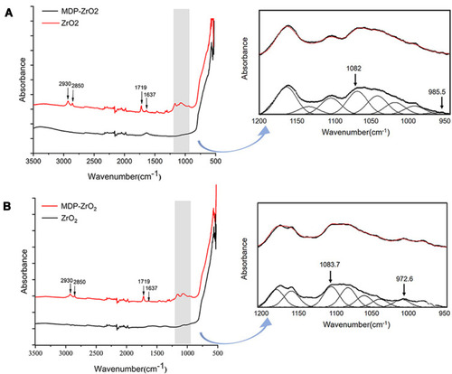 Figure 1 (A) FTIR spectra of the MDP-conditioned and unconditioned nano-zirconia fillers in the range of 3500–500 cm−1 and peak-fitted FTIR spectra of MDP-conditioned nano-zirconia fillers in the range of 1200–950 cm−1. The peaks corresponding to the P–O bond were located at 985.5 and 1082 cm−1; (B) FTIR spectra of the MDP-conditioned and unconditioned micro-zirconia fillers in the range of 3500–500 cm−1 and peak-fitted FTIR spectra of MDP-conditioned micro-zirconia fillers in the range of 1200–950 cm−1. The peaks corresponding to the P–O bond were located at 972.6 and 1083.7 cm−1. The absorption band of MDP-conditioned nano- and micro-zirconia fillers at 2930 and 2850 cm−1 correspond to the –CH2– stretching vibration. The peaks located at 1719 and 1637 cm−1 were attributed to C=O bond and C=C bond, respectively.