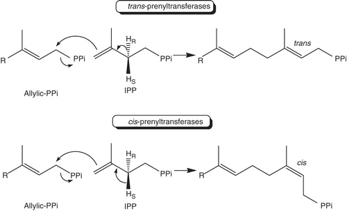 Figure 1. The reactions catalyzed by cis- and trans-prenyltransferases for making linear lipids.