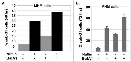 Figure 6. Autophagy inhibition increases Nutlin-induced apoptosis. (A) and (B) MHM cells were treated Nutlin alone (10 μM) or in combination with bafilomycin A1 (10 nM) as indicated. The percentage of cells with sub-G1 DNA content was determined 48 hrs (A) and 72 hrs (B) after treatment.