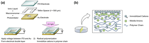 Figure 1. (a) Schematic of fabrication process of surface-charge-fixed polymer. (b) Schematic of internal structure of fabricated polymer.