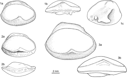 Figure 8. Spottobrotula (right otoliths): (1) Sp. mahodadi, KUMF 02842, holotype, SL 216 mm (1a median view, 1b ventral view, 1c external view); (2) Sp. mossambica, ZMMSU 12209, SL 265 mm (2a median view, 2b dorsal view); (3) Sp. persica, ZMUC P771720, holotype, SL 302 mm (3a median view, 3b ventral view).