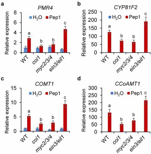 Figure 5. JA and ET signaling oppositely regulate Pep1-induced expression of genes involved in callose and lignin biosynthesis. One-week-old seedlings of indicated genotypes were treated with 1 μM Pep1, mRNA was isolated for RT-qPCR analysis of gene transcription levels 6 hours post treatment. Different letters indicate a significant difference with others (P < .01, Student’s t-test, n = 3). The experiments were repeated three times with similar results.